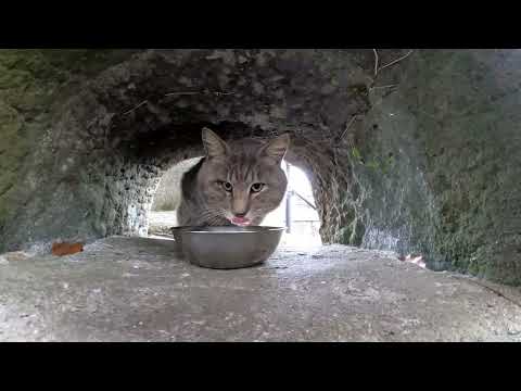 【今週のボツ動画】短い野良猫動画まとめて公開-unreleased video of this week-2022/12/1w(YouTube)