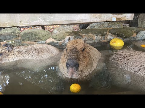 カピバラのクリスマスcapybara Ｘmas(YouTube)