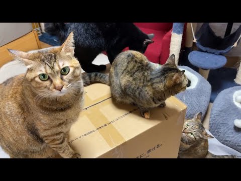 プレゼント大開封！犬も猫も好奇心がすごかったです…！(YouTube)