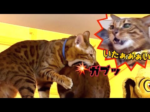 ズル賢い父猫vsサイコパス息子猫！噛みまくりの親子喧嘩勃発(YouTube)