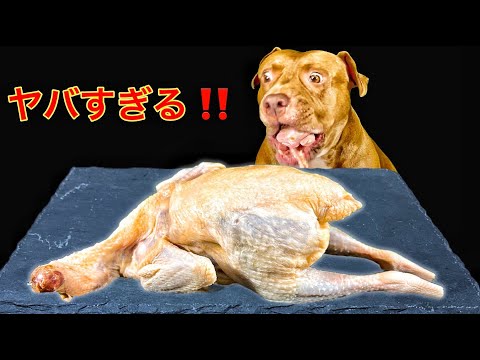 本能剥き出しで丸鶏を食べるピットブルの咀嚼音がエグすぎすぎる【マニア向けASMR】(YouTube)