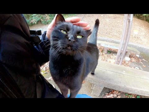 可愛い声で鳴く黒猫ちゃんが上目遣いで見つめて甘えてきた(YouTube)