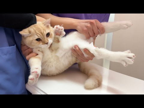 子猫が手術前に大暴れして病院がとんでもないことになりました…(YouTube)