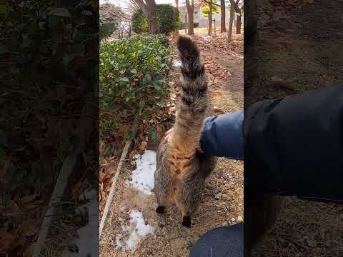 伸び上がって撫でられに来る野良猫(YouTube)