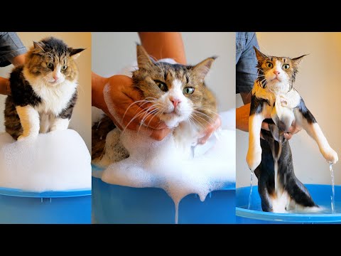 俺を洗え！猫シャンプー界の帝王ボス吉の堂々たる洗われ姿が圧巻過ぎた‼【ペット用高級シャンプーとミラブルplusのスーパー洗浄】(YouTube)
