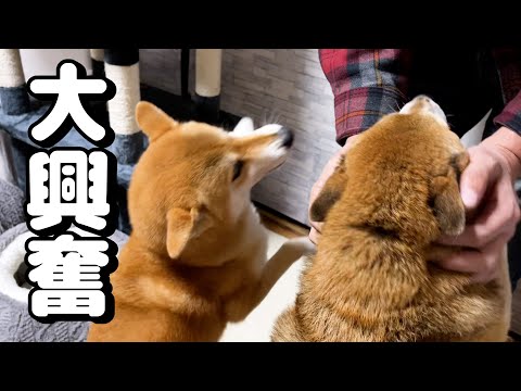 【柴犬と猫】久しぶりの飼い主帰宅に喜びが爆発！(YouTube)