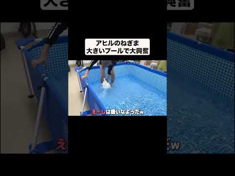 大きいプールに大興奮するアヒル#あにまるず #shorts(YouTube)