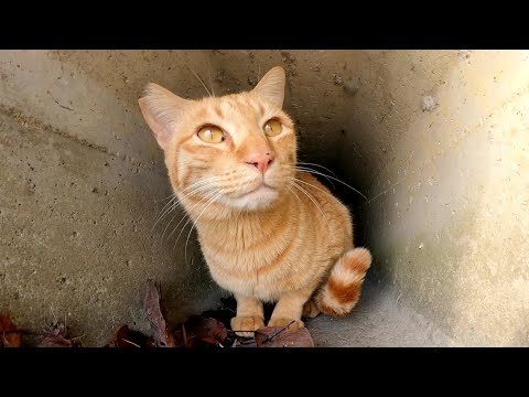 茶トラ猫とベンガル猫が池の水を飲んで水路の中へ帰っていく(YouTube)