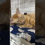 意外なものを枕にして心地よさそうに寝る猫　#shorts(YouTube)