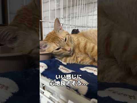 意外なものを枕にして心地よさそうに寝る猫　#shorts(YouTube)