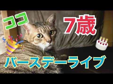 ココ７歳バースデーライブ🎂(YouTube)
