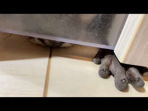 飼い主じゃなくてママがトイレに行ってる間カワウソはどうするか…？What does an otter do while mom, not dad, goes to the bathroom…?(YouTube)