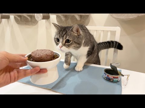 世界一高級な猫缶を買ってきたら猫のリアクションが最高すぎましたw(YouTube)