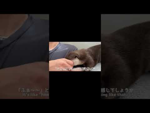 カワウソはよく鳴く！？喋ってる時の各鳴き声を解説します I’ll explain the emotions an otter feels when it’s talking. #shorts(YouTube)