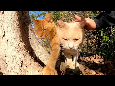 クリーム猫が「撮影がはじまるよ！」と茶トラ猫を呼んでくれた(YouTube)