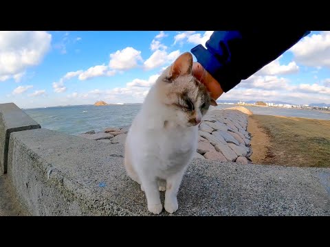 暴風の防波堤の上で何故か1人耐える猫をナデナデしてきた(YouTube)