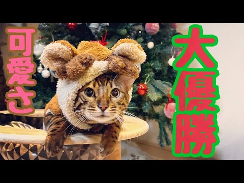 ウチのトナカイがぶっちぎり可愛さ大優勝で申し訳ありません🎄(YouTube)