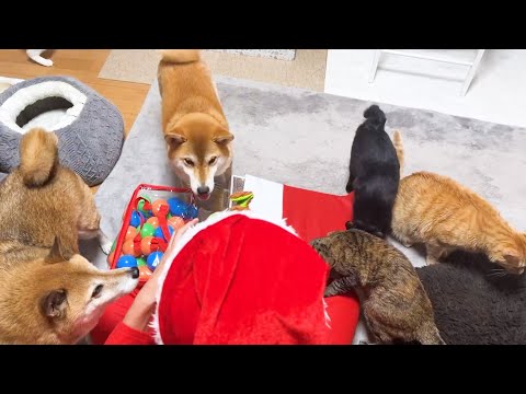 今年も裸足のサンタがやってきた！【大喜びな柴犬と猫たち】(YouTube)