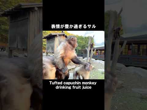 うちのサル表情が豊か過ぎるんだがw(YouTube)