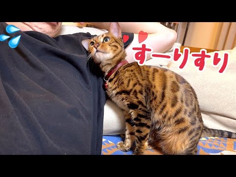 猫が脇にスリスリツンツンしてくるけど耐える一択(YouTube)