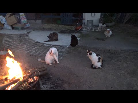 寒くなってきたら焚火に温まりにくる猫(YouTube)