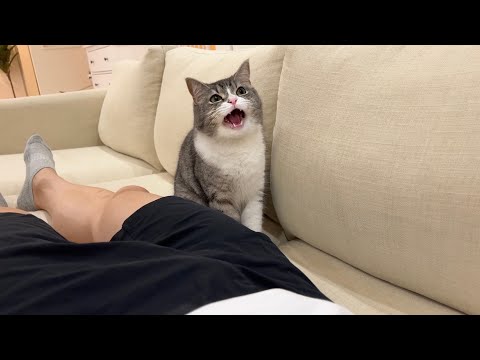 熱で倒れてたら一日中鳴いて助けを呼び続けてくれる猫が優しすぎました…(YouTube)