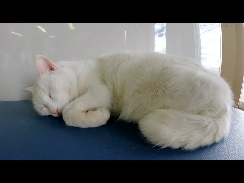 ポカポカ暖かい待合室で朝から熟睡してしまう猫達(YouTube)