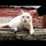 無邪気すぎてイタズラが止まらない子猫ちゃん(YouTube)
