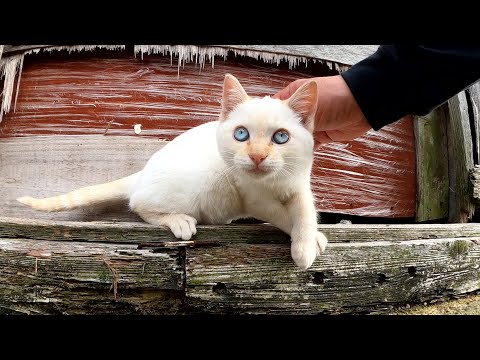 無邪気すぎてイタズラが止まらない子猫ちゃん(YouTube)