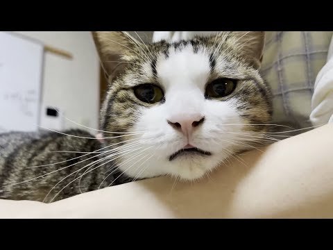 息子のリクエストに渋々応えてあげる猫(YouTube)