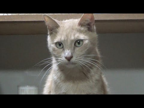 神経質で放浪癖があって難しい猫(YouTube)