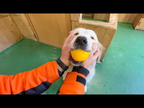 やっぱり丸ごとかぶり付いちゃうきなこ(YouTube)