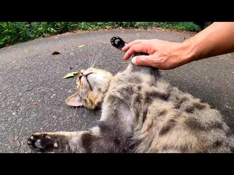 【2022年を振り返る】今年撮った猫動画の未公開動画まとめて配信(22/7~9)Ⅱ(YouTube)