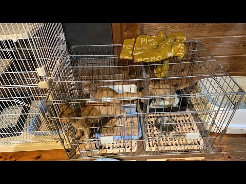🌴🐈🐐巣立Live(YouTube)