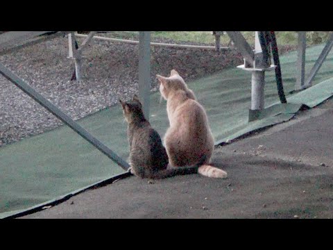 一緒に居てくれてありがとう(YouTube)