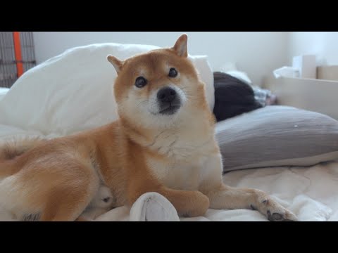 柴犬ハチ様子がおかしい朝、その理由とは。(YouTube)