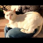 ムスッとした顔の猫をひざにのせたらのどをゴロゴロ鳴らして喜んだ(YouTube)