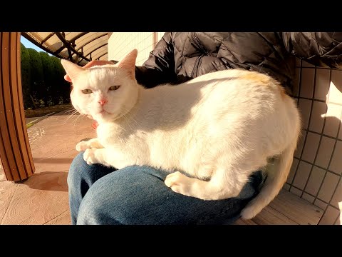 ムスッとした顔の猫をひざにのせたらのどをゴロゴロ鳴らして喜んだ(YouTube)
