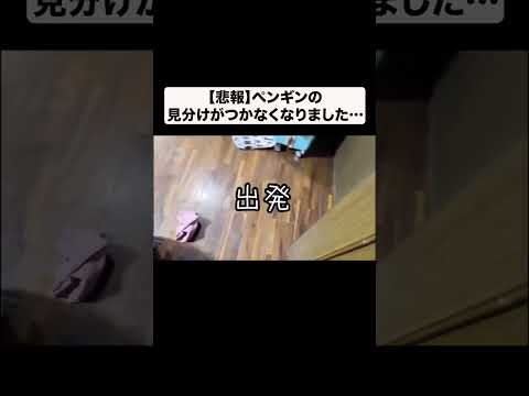 ペンギンの見分けがつかなくなってしまいました#shorts(YouTube)