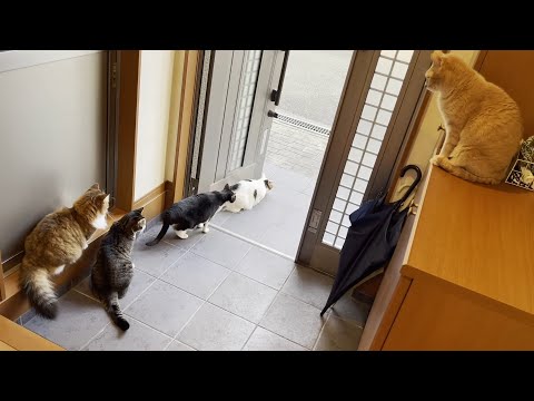 盛大にお母さんをお見送りをする猫(YouTube)