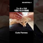 砂漠の天使って呼ばれるわけだ・・・(YouTube)