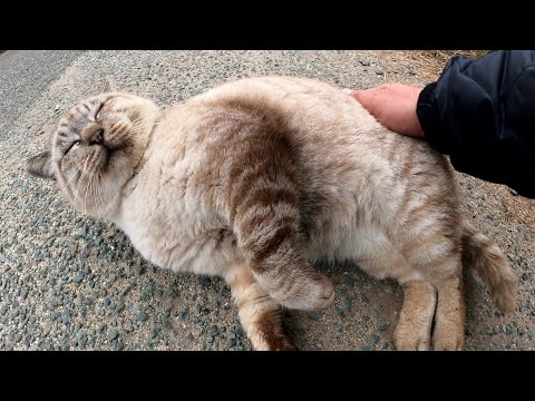 細い目のシャム猫が大きなお腹をモフられて喜ぶ(YouTube)