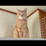 空気を読めない猫が邪魔で降りられない猫(YouTube)