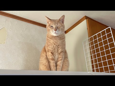 空気を読めない猫が邪魔で降りられない猫(YouTube)