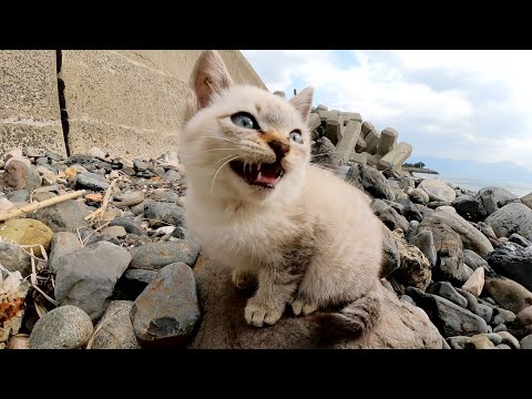 可愛い声で鳴くシャム子猫が海の岩場をチョロチョロと歩き回る(YouTube)