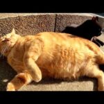 太った茶トラ猫が黒猫の前にゴロンと寝転がり大きなお腹を見せてきた(YouTube)