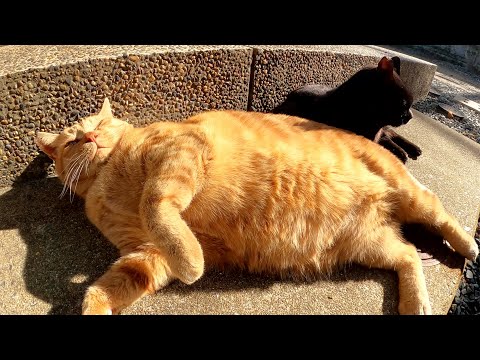 太った茶トラ猫が黒猫の前にゴロンと寝転がり大きなお腹を見せてきた(YouTube)