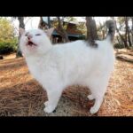 マロみたいな猫が可愛らしい声でお話しながら日向へとお出掛けする(YouTube)
