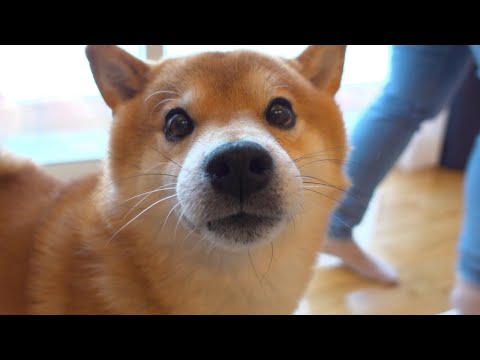 長時間の留守番！こっそり庭から帰宅してみると・・・。(YouTube)