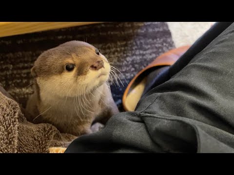 すぐかくれんぼしたがる、おちゃめなカワウソ A mischievous otter who likes to play hide-and-seek.(YouTube)